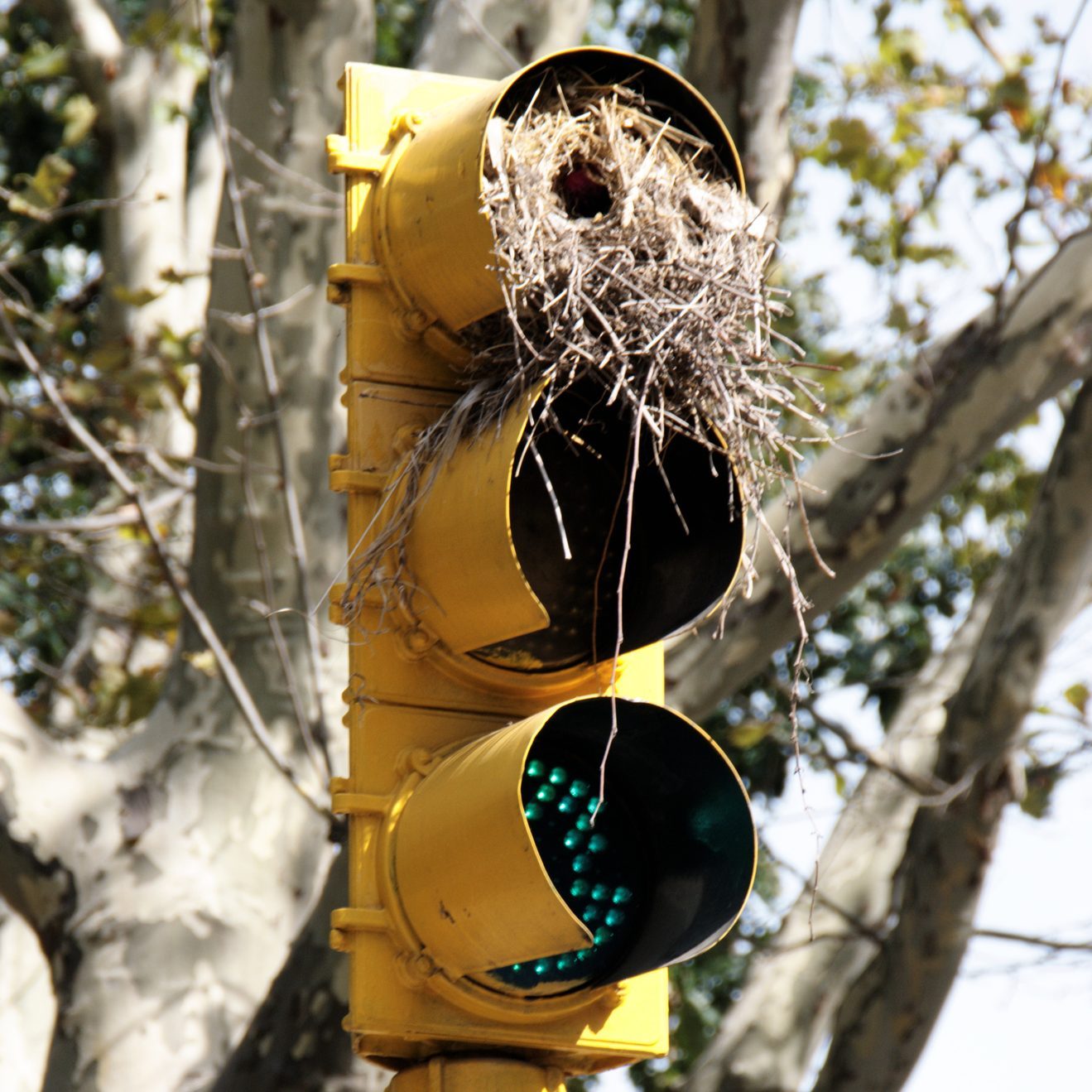 8 Ways To Stop Birds From Nesting Around Your Home