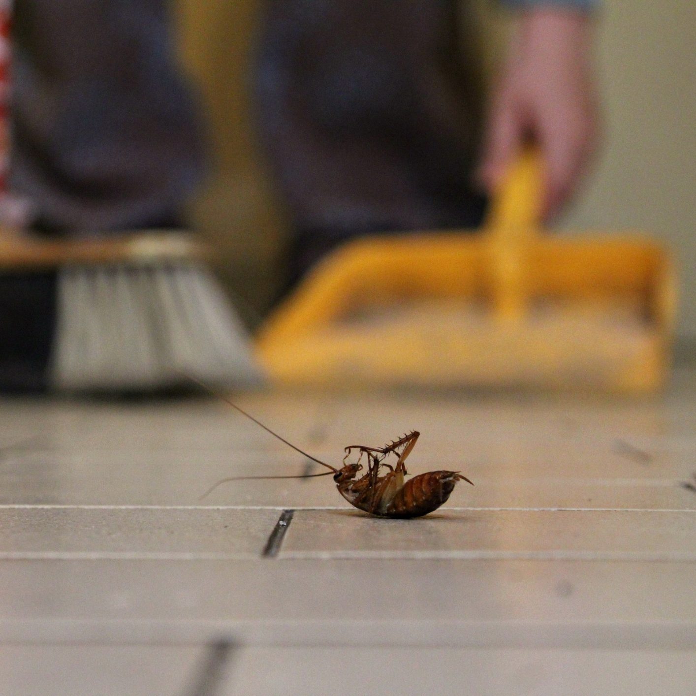 Cleaning up a cockroach