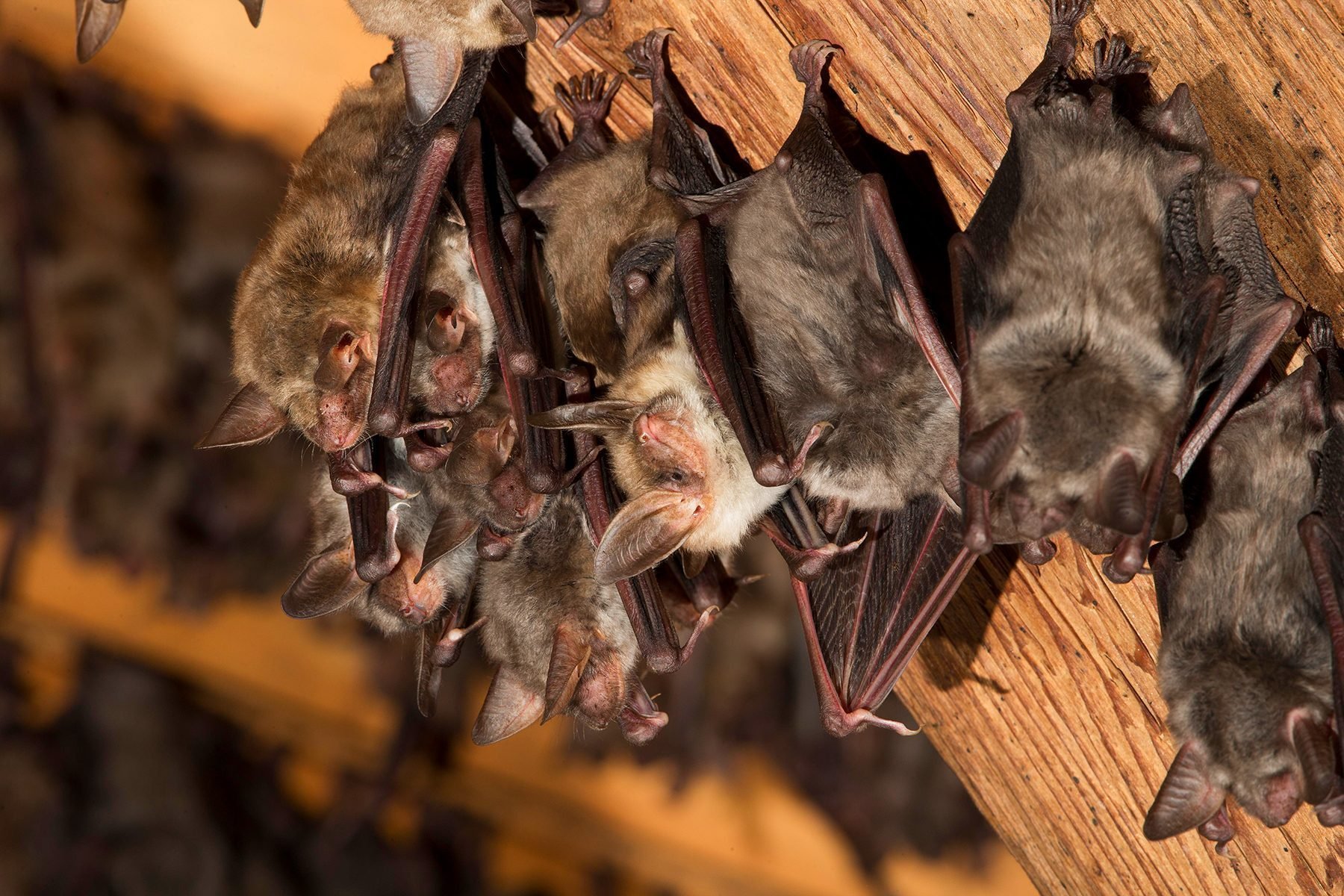 How To Get Rid of Bats in the Attic