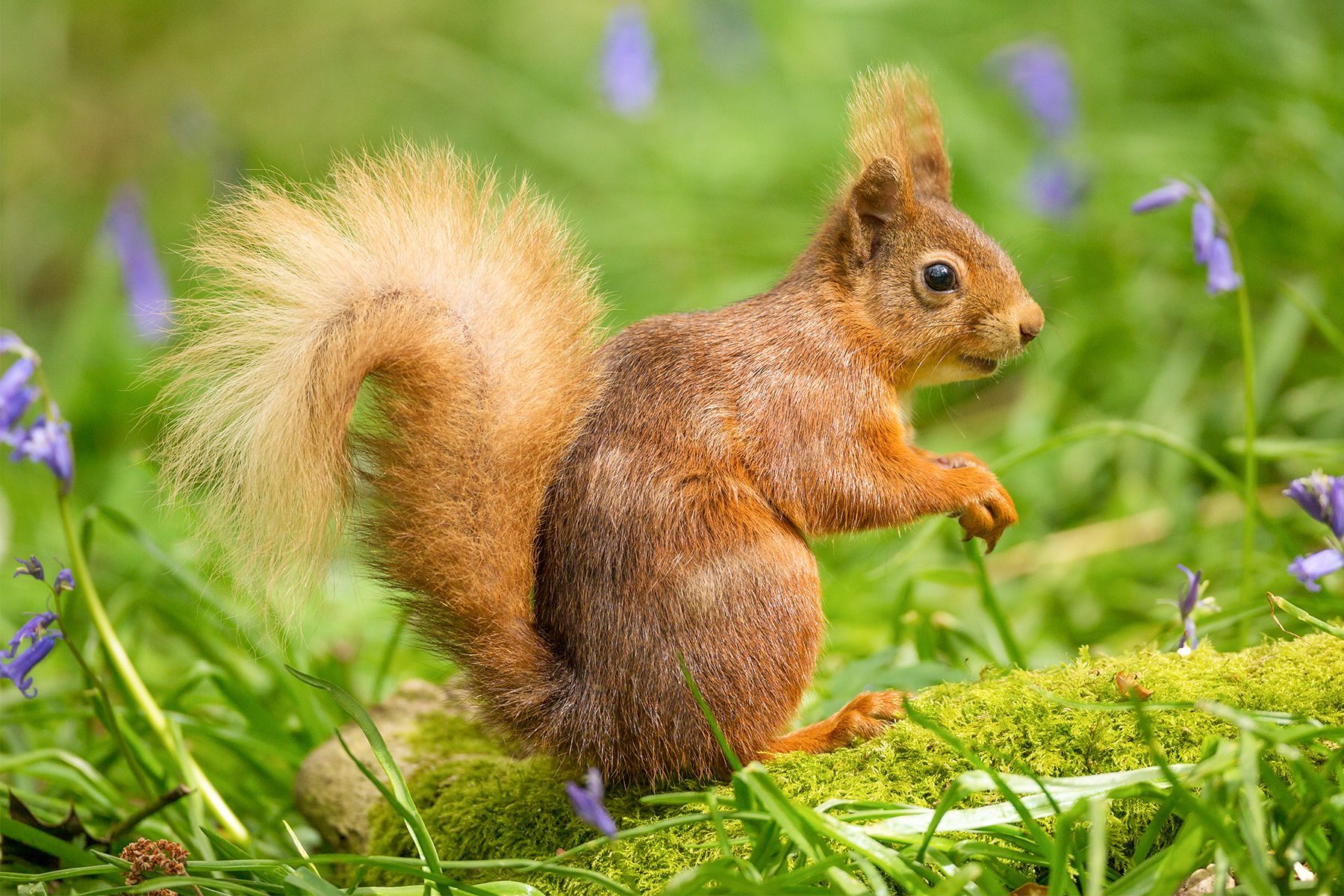 Squirrels Gettyimages 954329284