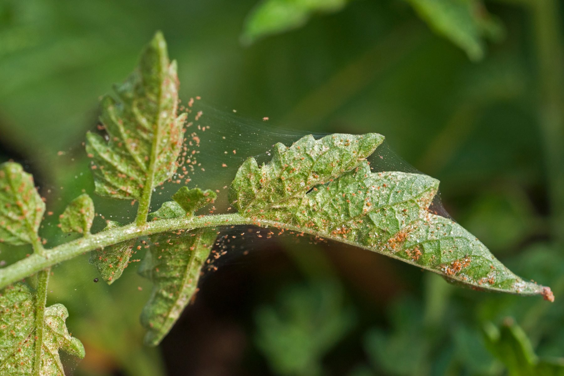 What Are Spider Mites and How Do You Get Rid of Them?