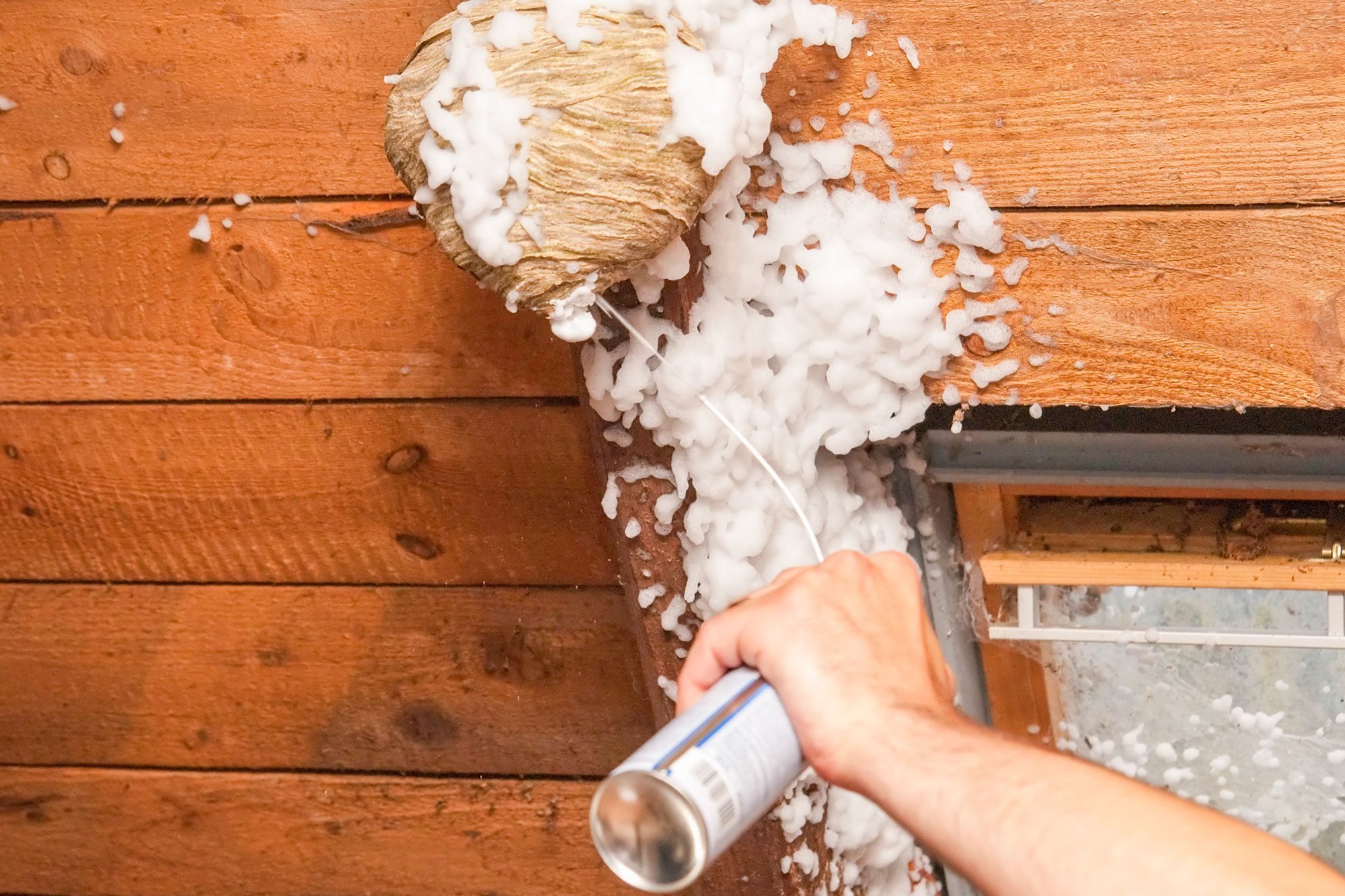 When Is The Best Time To Spray A Wasp Nest