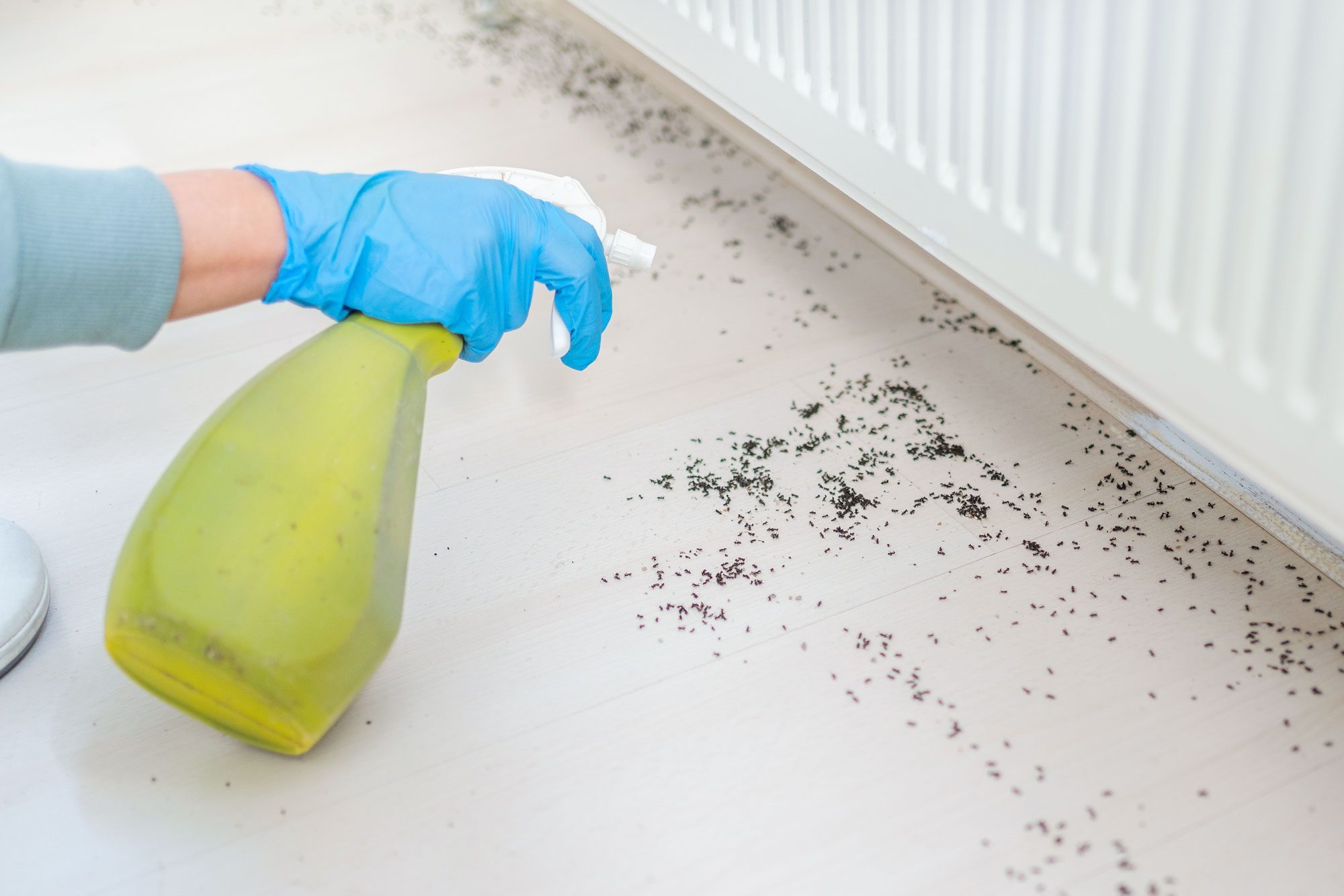 Woman Spraying Insecticide With Sprayer At Home