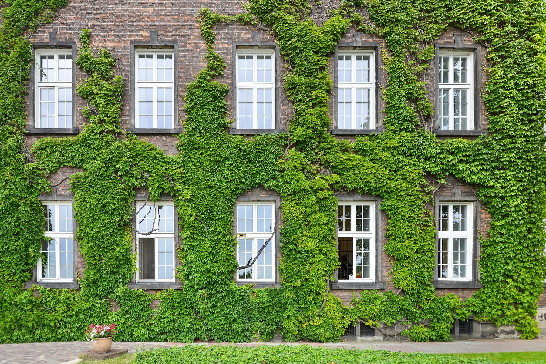 Covered With Ivy Wall Of House With Window