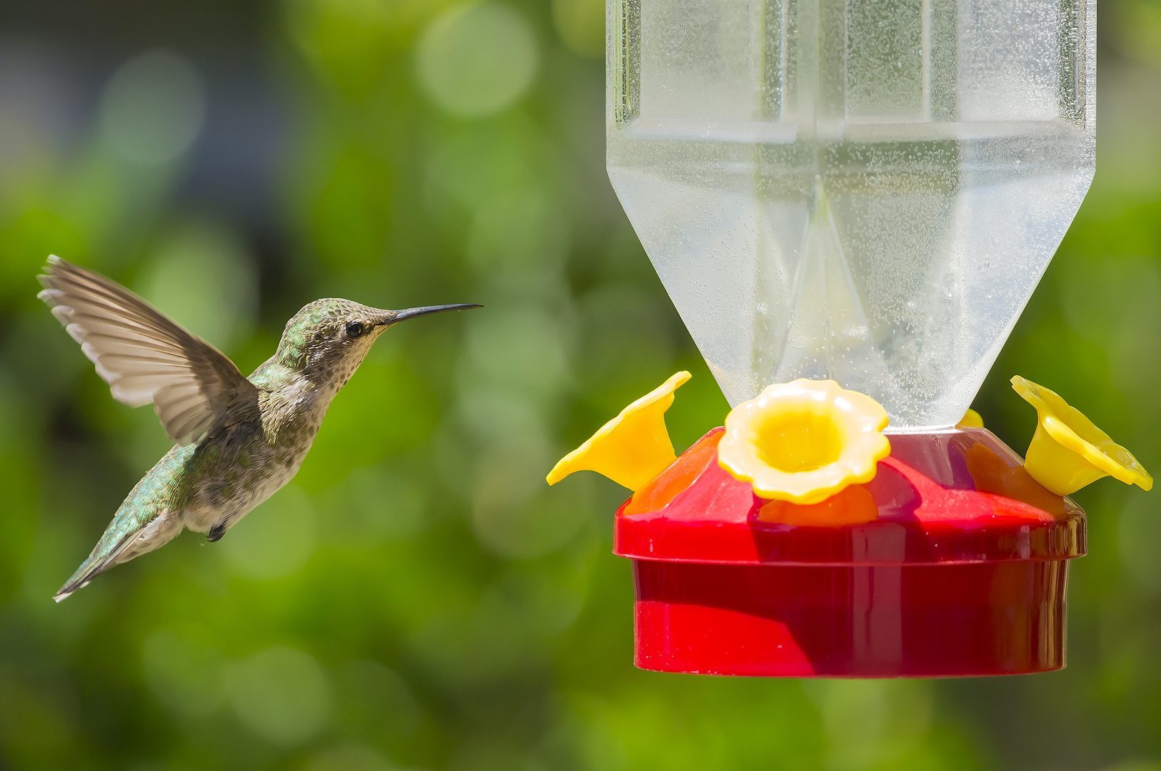 Hummingbird hovering over birdfeeder