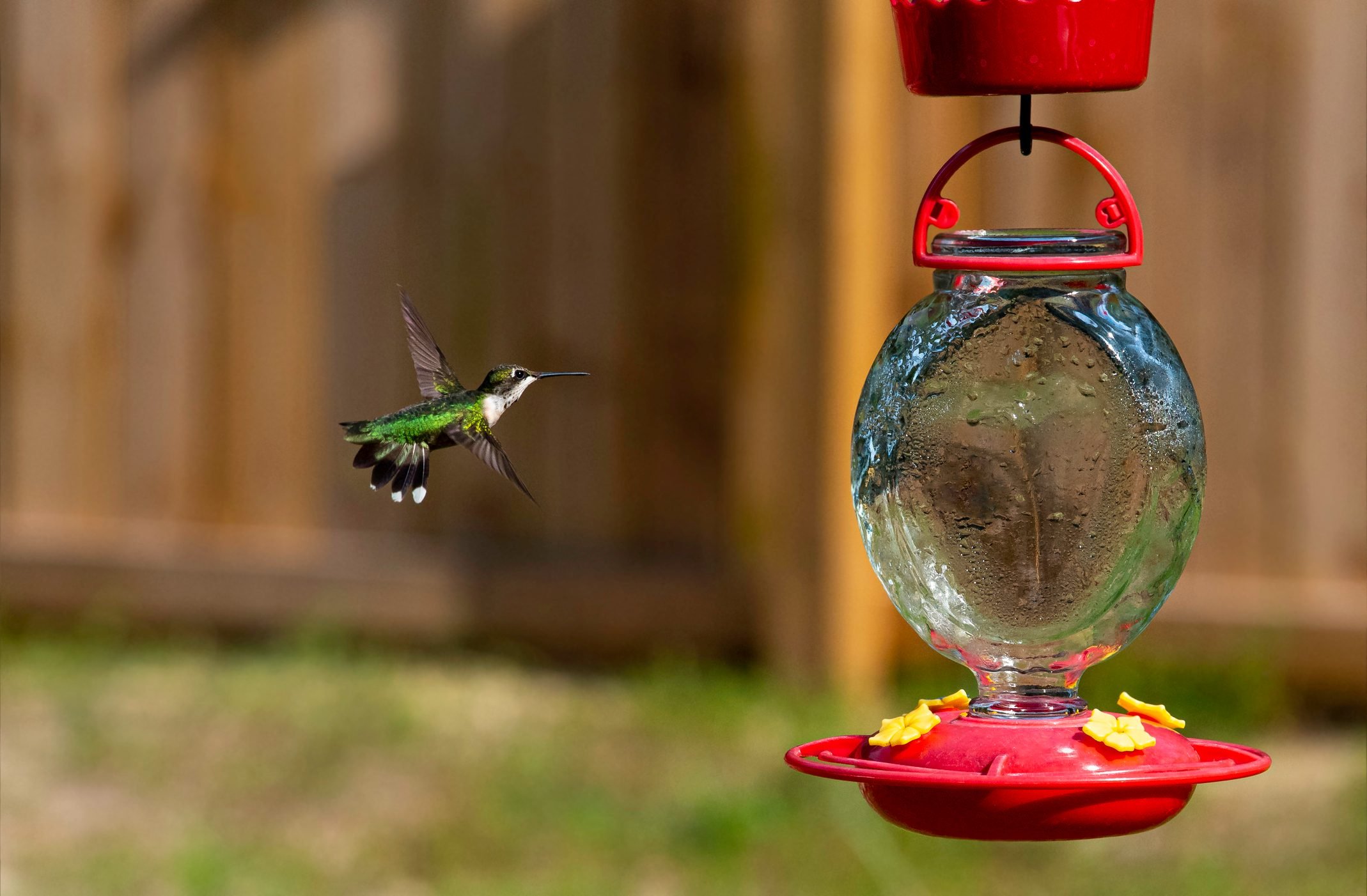 How Do I Keep Ants Out of my Hummingbird Feeder?