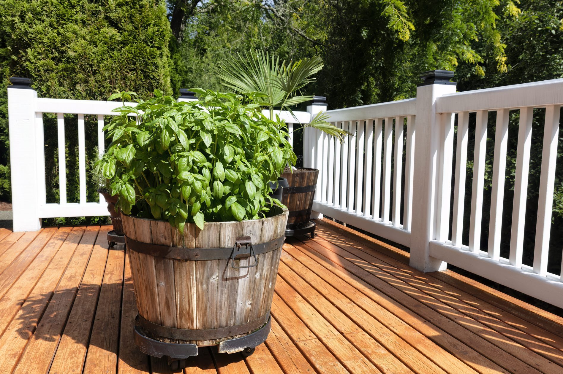 Basil leaf plant growing in wooden barrel on home deck