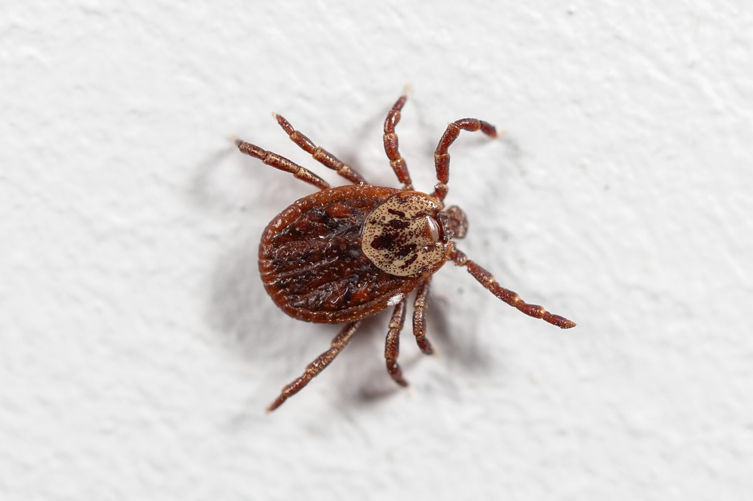 What to Do When You Find a Tick in Your House