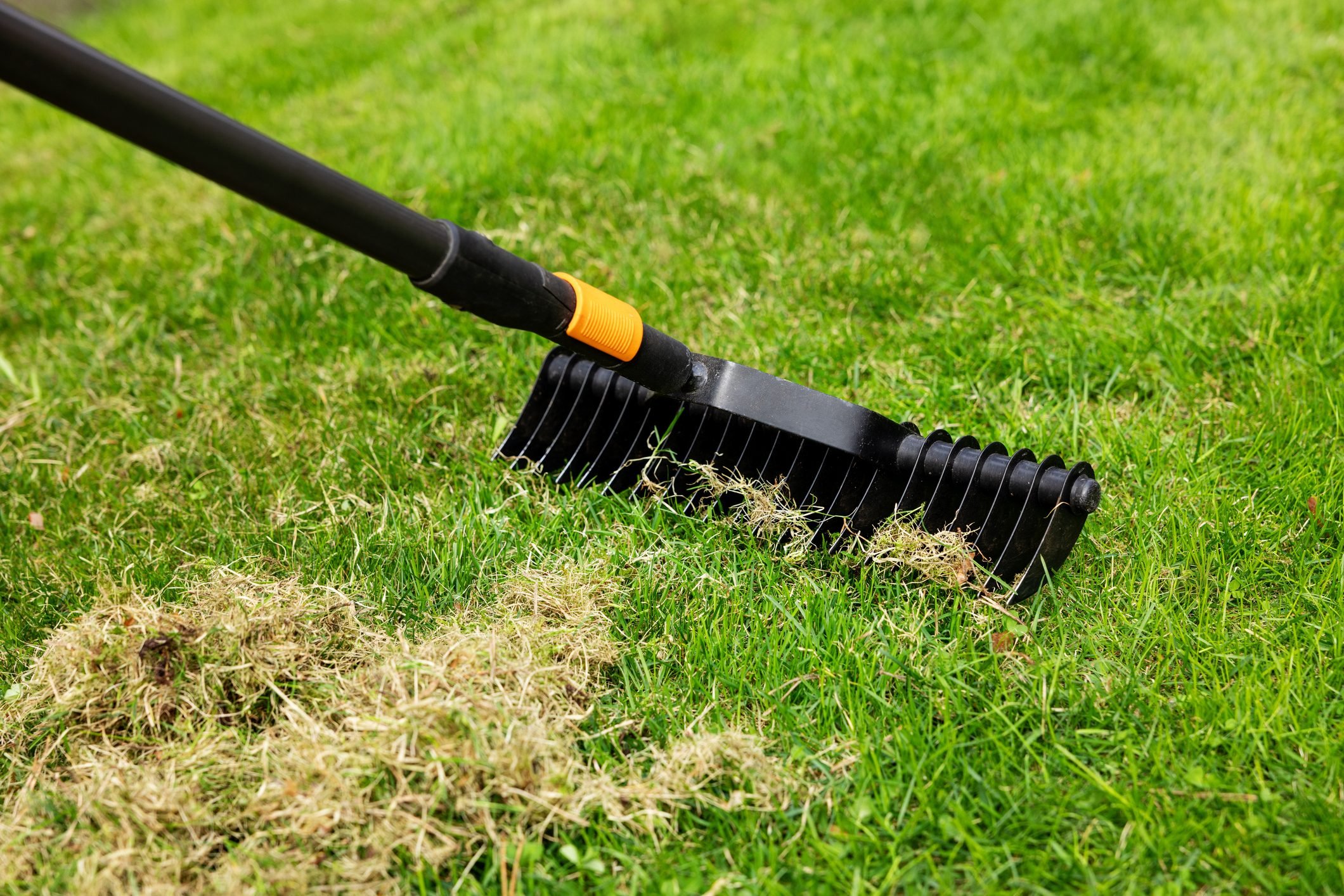 Tips on How to Dethatch a Lawn