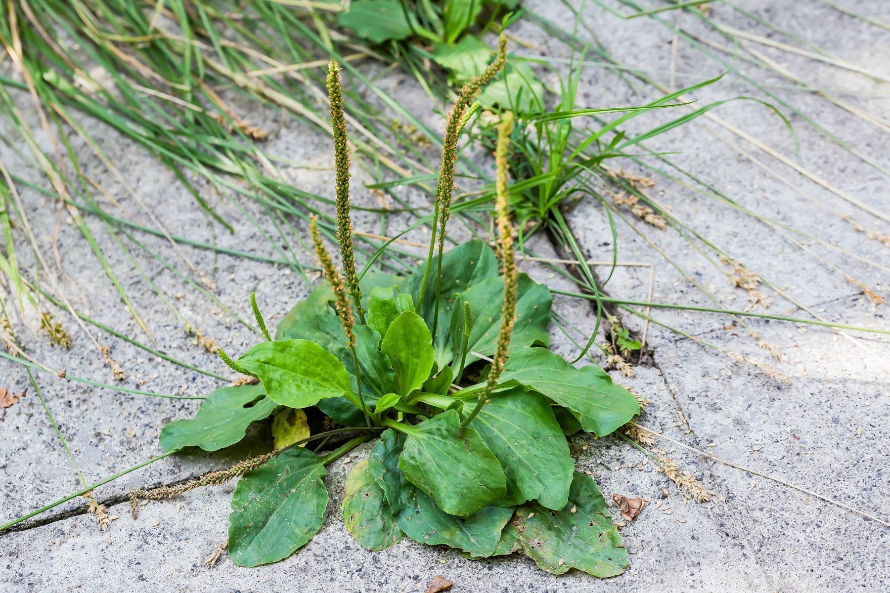 How To Kill Weeds With Broadleaf Herbicide