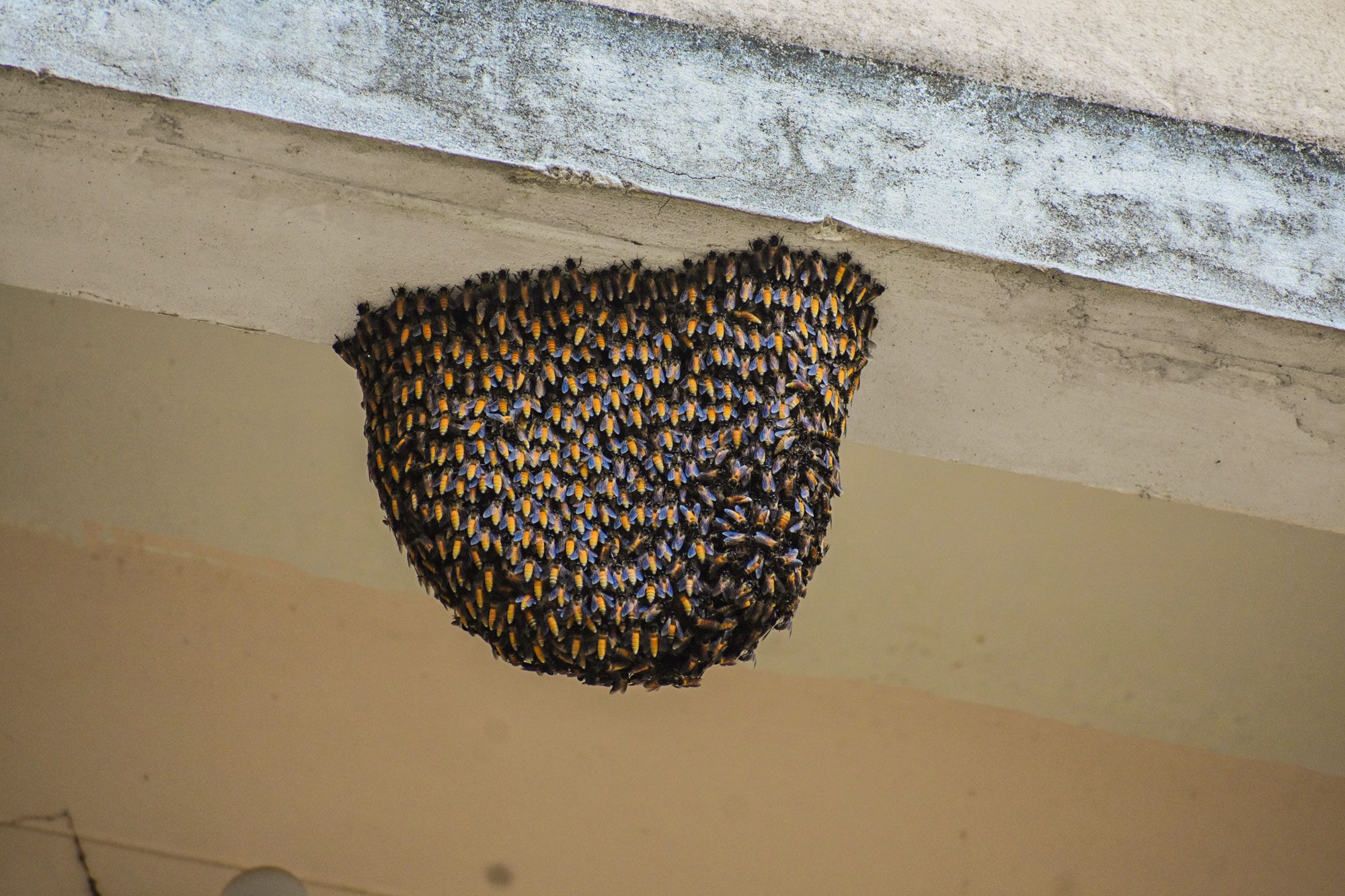 How To Keep Bees Away From The House