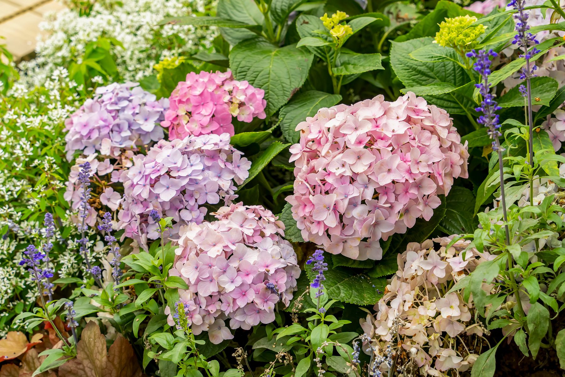 Hydrangea