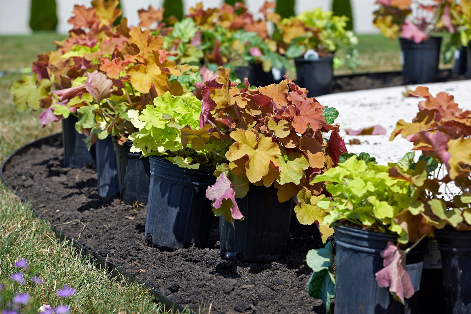 Layout Of Plants Spacing Placement