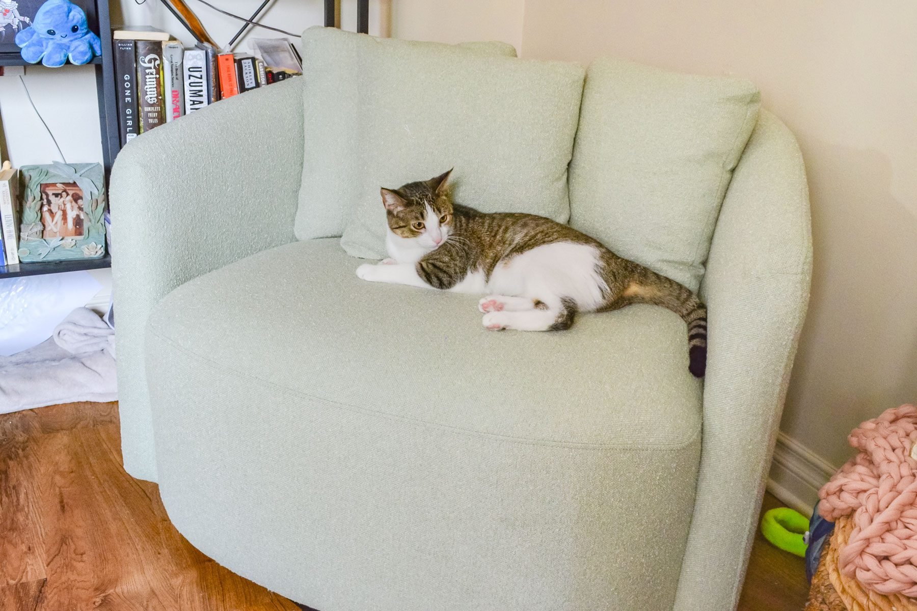 Cat resting on Beautiful Drew Chair