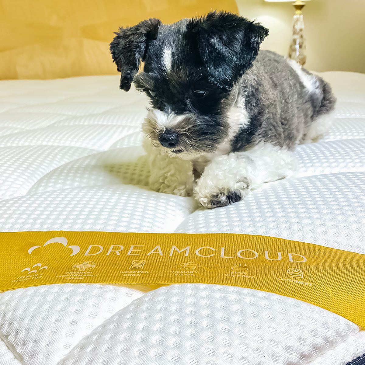 A small black and white dog lies on a white mattress with a yellow label reading "DREAMCLOUD" in large letters. The plush, quilted surface of the mattress is visible, along with an elegant lamp in the background.